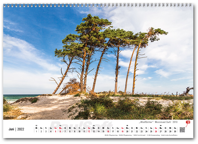 Kalenderbild Juni 2022 'Windflüchter - Weststrand Darß - 2018'